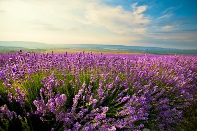 10184518-il-cielo-azzurro-e-viola-campo-di-lavanda.jpg